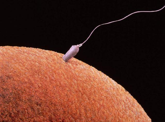 「」俗话说“一滴精等于十滴血”, 什么意思? 内行人道出其中实情