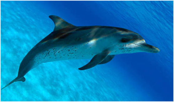 海豚：海豚为什么这么喜欢人类？原来在海豚眼中，人类长这个样子！