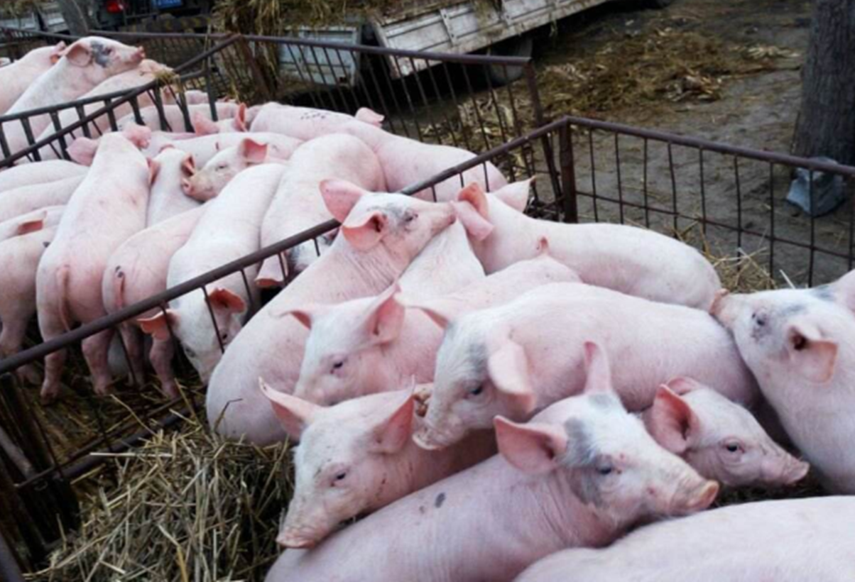 『肉价』养猪会不会赔钱，取决于市面上猪肉价格，会不会大幅度降价
