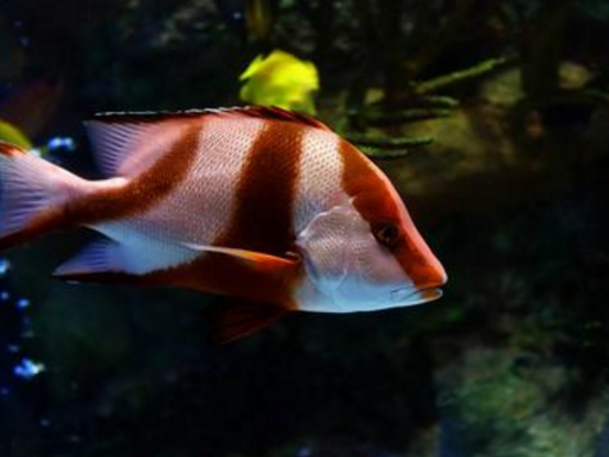 鱼在水里不动了是什么意思？其实它并没有死，而是这些原因