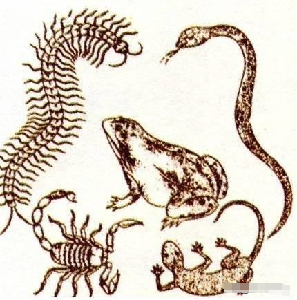 【蟾蜍】毒蛇和蟾蜍谁厉害?发生在万历年间的一次决斗告诉你答案