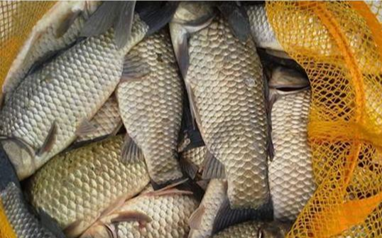 饵料|秋季野钓、黑坑钓大板鲫如何诱饵才能上鱼？这些实战技巧一定要学