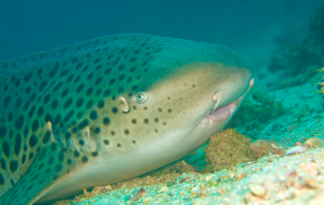 鲨鱼|全球最罕见鲨鱼，短尾猫鲨在大堡礁现世，人类第一次发现活体！