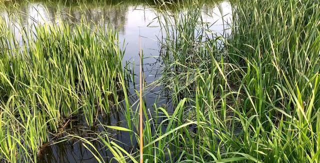 @夏钓攻略:短竿搜苇丛、长竿戳草洞、炮竿找草边的高效上鱼方法