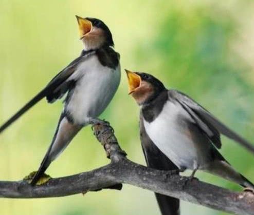 『』为何俗语说“燕子不进苦寒门”？专家表示：不是迷信，有科学依据