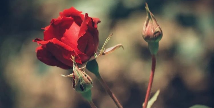 『天蝎座』十五日后,情丝缕缕,与前任深情相许,重获金玉良缘,愿重归于好