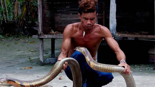 眼镜王蛇@3斤重眼镜王蛇是成体吗？