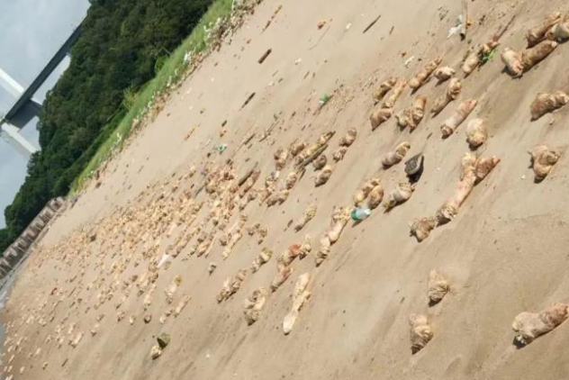 猪蹄|20多吨猪蹄漂上海滩，已经初步查清了来源！