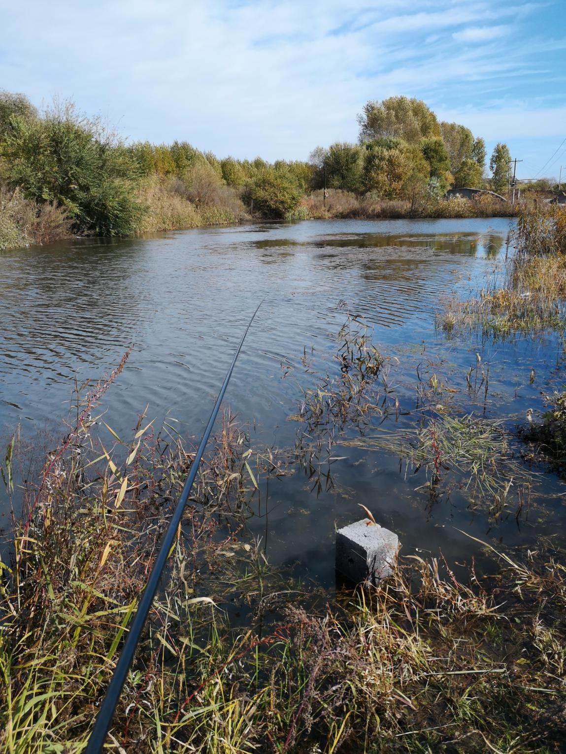 鲫鱼|民间高手讲述：秋天大板鲫怎么钓