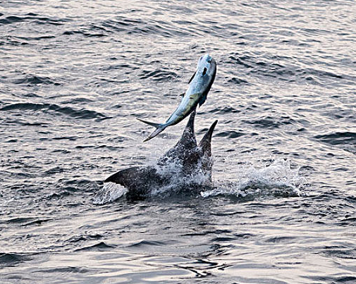 旗鱼@大自然中，旗鱼和剑鱼就像双胞胎一样，如果它们在水下对打，剑鱼完胜旗鱼！