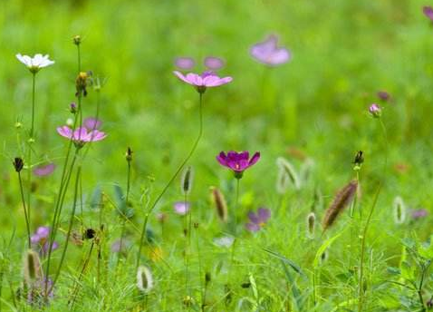生肖▲最幸运的三大生肖，到哪儿都吃得开，混得好