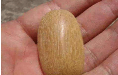 「」全球最“硬”的树, 子弹打上面就像打钢板, 中国拥有最多