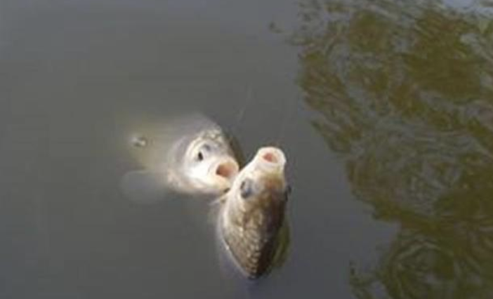 饵料|偷偷告诉你：蚯蚓钓鱼已成过去式！用这“新鲜货”，天天上鱼到手软