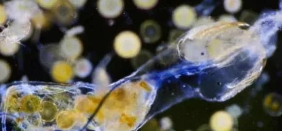 【科学家】冰川融化，出现了不该出现的“东西”，科学家：你看冰川下面是啥