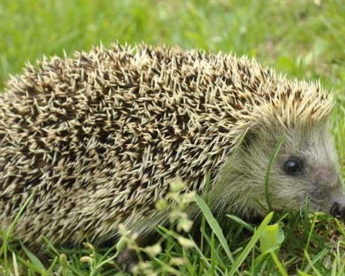 猫头鹰■刺猬遇到危险会蜷成一个球,但是面对这些动物,刺猬的尖刺没有一点作用!