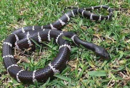 毒蛇▲中国十大毒蛇，毒性都相当可怕，遇上了就赶紧跑