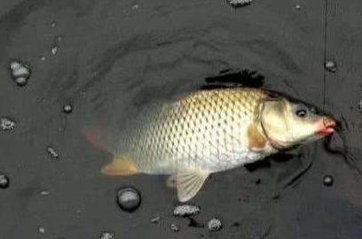 鲫鱼|秋季浅水小漂钓大鲫,看完你就秒懂了!——盛世三渔