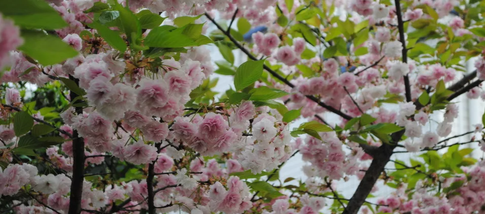股市■节后大转折，A股或迎重大变盘？