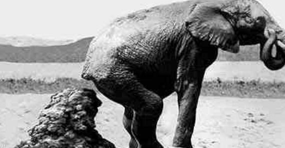 大象在生态系统中扮演了这样的角色。