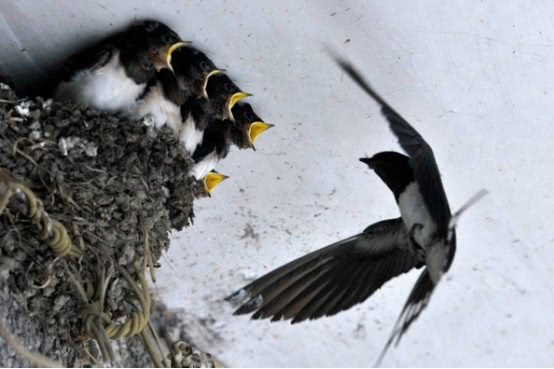 『』为何俗语说“燕子不进苦寒门”？专家表示：不是迷信，有科学依据