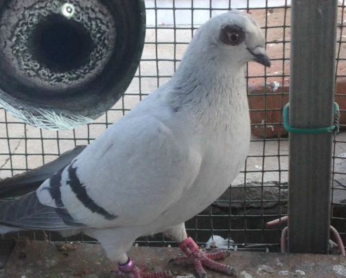 国内的信鸽品种还是蛮多的，每一个品种都有它自己的特点！