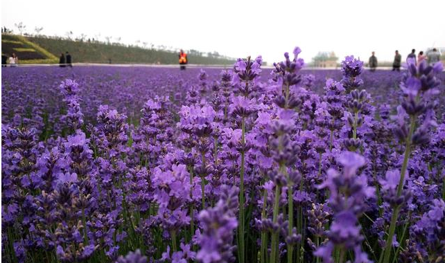 生肖▲5月17号财运逆袭,喜事临门,金银满屋,钞票成堆,一夜暴富3生肖