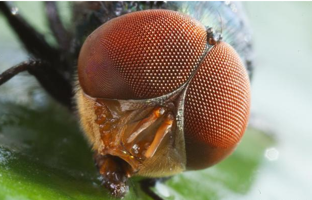 「」猫的反应速度是不是世界上所有动物里最快的呢？