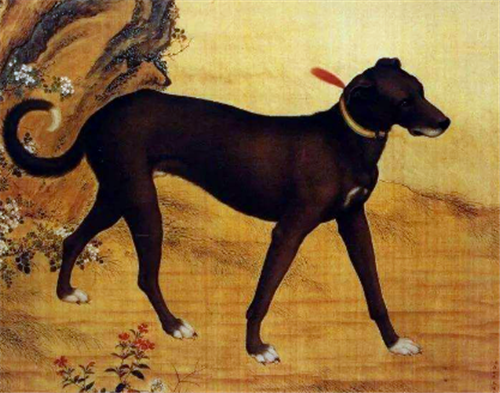 『狂犬疫苗』古代没有狂犬疫苗，被狗咬了咋办？都靠这一土办法，造福人类千年