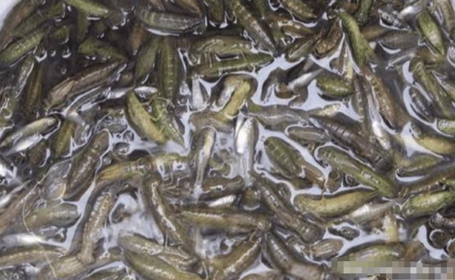 :它一小时能吃掉800只蚊子,却被中国吃货吃到快灭绝了,让人惋惜