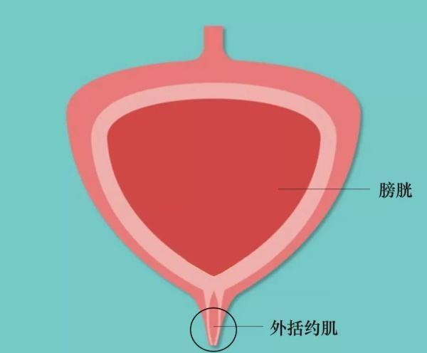 :有人喝啤酒很快要上厕所, 有人喝了好几瓶才去, 哪种人身体好?