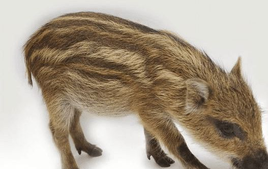 「」这五大岁数的属猪人，后半生“不得了”，你家有吗？