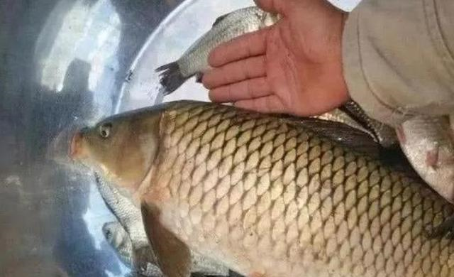 |大鱼再不好钓，也万万不可挑选这钓位，莫不信，一般人我不说