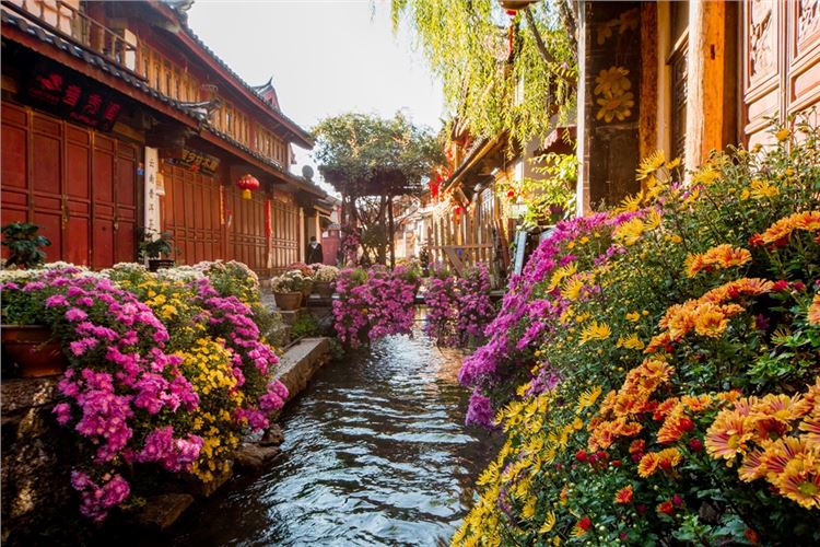 [丽江]丽江游记：来年春天，一起相约玉峰寺赏百年茶花