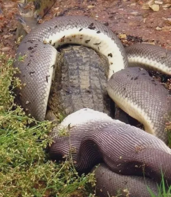 「蟒蛇」当蟒蛇跟鳄鱼狭路相逢，一言不合就开打，结局有些出乎意料！