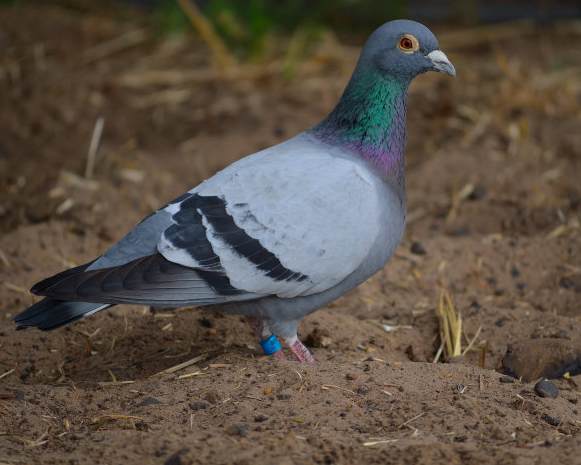 饲养赛鸽是一项比较复杂的工作，爱鸽的饲料这样科学搭配会更好。