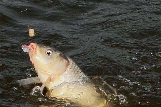 蟋蟀|黄金期钓草鱼技巧，教你如何钓大鱼——盛世三渔