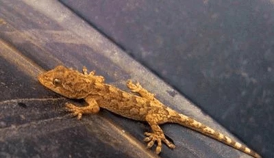 壁虎|为什么老人常说壁虎咬了无药可治呢，难道壁虎真的有毒吗？