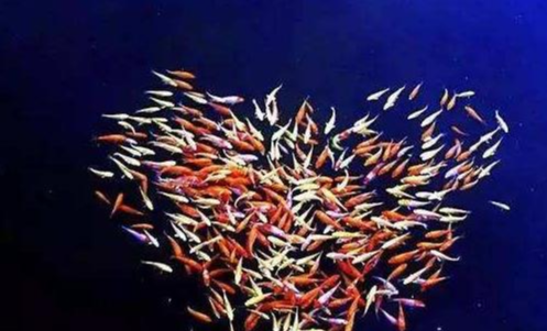 饵料|野钓小杂鱼闹窝怎么办？教你这七招，钓鱼一定大丰收——盛世三渔