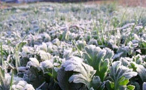 1816鼠年发生了什么?为何会出现六月飞雪,导致全球20万人被冻死