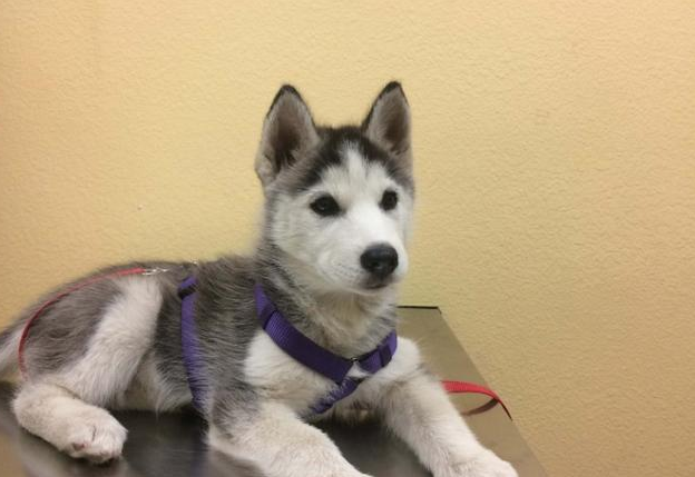 刚带回家的小狗，有这些是不能做的。