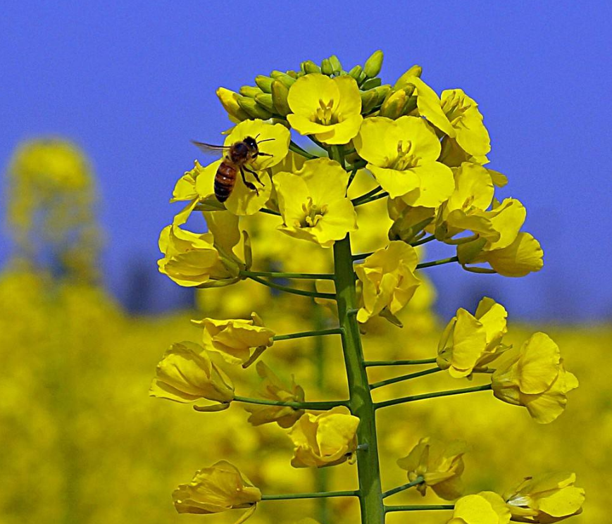 生肖|女强人气势，连男人都服气，甘拜下风的生肖女强人