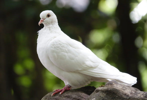 挑选鸽子其实在赛鸽运动中是比较困难的，挑选鸽子是即比赛之前的有一个筛选过程。