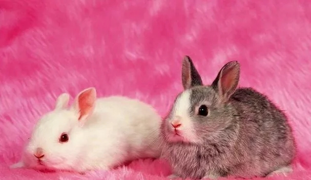 [白羊座]3月下旬，恭喜兔朋友了，大囍特囍来道贺！