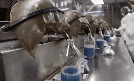 「」它活了4亿年,曾对人类有大恩,却因身上含1物,如今被大量捕杀