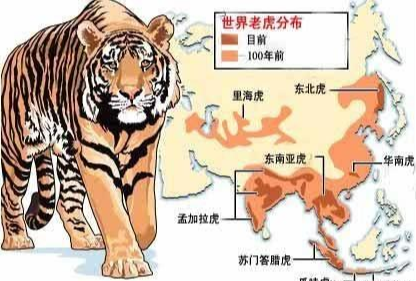 『花豹』花豹遇到老虎，逃生的几率有多大？