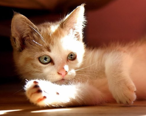 那么今天我们来盘点一下一些猫咪令害怕的事情，主要分为三种情况！