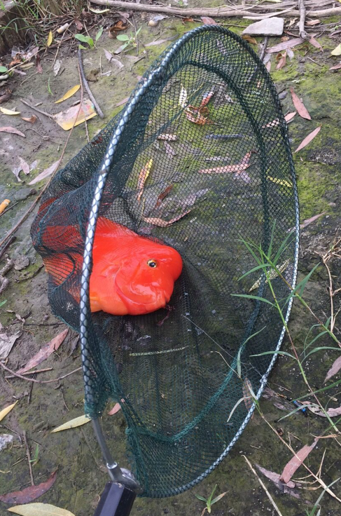 |“从河里钓上来的，朋友说价值上万...”哈哈哈运气未免也太好了
