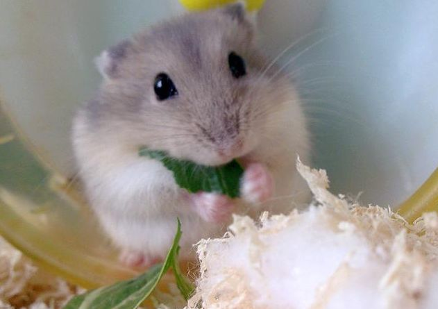 「属鼠」生肖鼠，不得了了，这次来的喜事，做梦都没有想到会有！