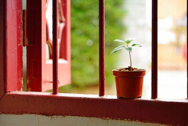 别再用偏方除醛图省事了，用科学的方法才是上上策