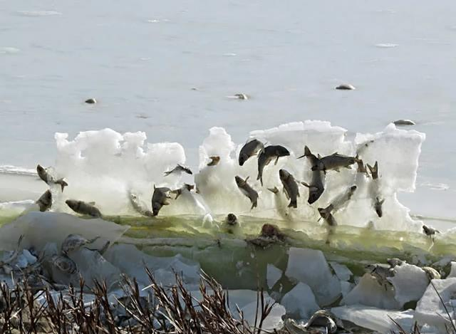 古人类|如果人类不杀鱼的话，鱼会不会老死？